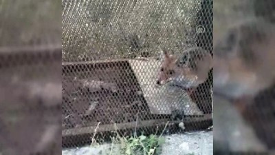ormana - Emekli polis kümesindeki tavukları yiyen tilkiyi kurduğu tuzakla yakaladı - ANTALYA Videosu