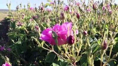 'Güller diyarında' hasatta, 'Kovid-19' sessizliği - ISPARTA