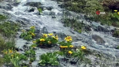 salda -  Posof’da muhteşem bahar manzarası Videosu