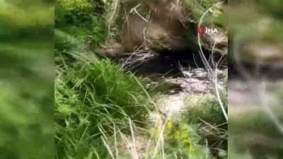 olu balik -  Tekirdağ’da ölü balıklar kıyıya vurdu Videosu