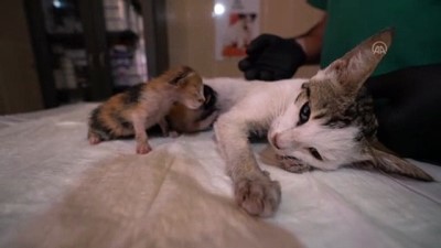 sokak kedisi - Yavruları ölen kedi, öksüz yavruları besliyor - ADIYAMAN Videosu