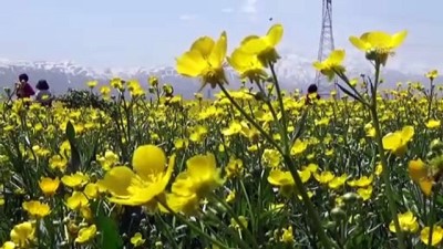 Yüksekova'da ilkbahar - HAKKARİ
