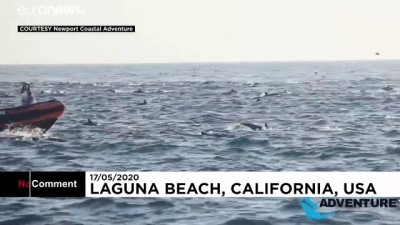 ABD'nin Kaliforniya açıklarında yüzlerce yunusun dalgalarla yarışı kamerada