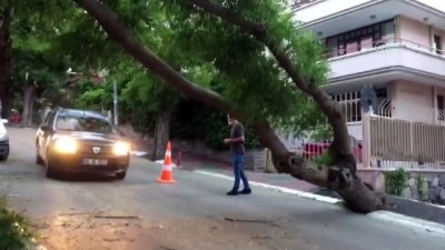 siddetli ruzgar - Başkentte fırtına nedeniyle ağaç devrildi Videosu