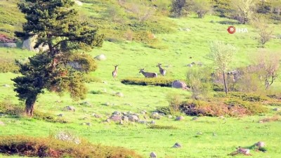 sehirler arasi yolculuk -  Bolu’da, geyik sürüsü doğal yaşamlarında görüntülendi Videosu