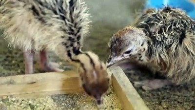 deve kusu - Doğa Parkı'nda 3 yavru deve kuşuna özel alanda bakılıyor - MERSİN Videosu