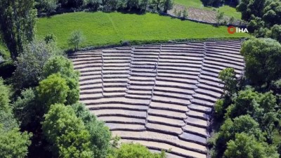 ilkbahar -  Doğal yöntemlerle bir asırdır çeltik ekiyorlar Videosu