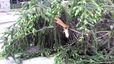  Şiddetli rüzgar 15 metrelik ağacın üst kısmını yola devirdi