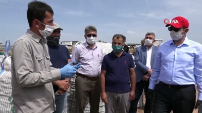 potasyum -  Sivas’ta Mor Patates'in ekimi yapıldı Videosu