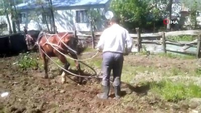 icmeler -  Varto'da kara sabanların yerini atlar aldı Videosu