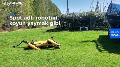 coban kopegi - Yeni Zelandalı şirket, robot çoban köpeği geliştirdi Videosu