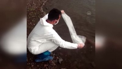 Göletlere 180 bin sazan yavrusu bırakıldı (2) - VAN