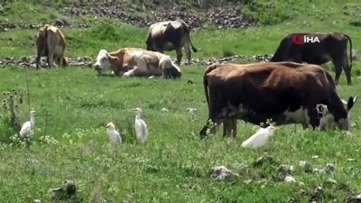 buyukbas hayvan -  Kars’ta ilk kez 'Sığır balıkçılı' görüldü Videosu