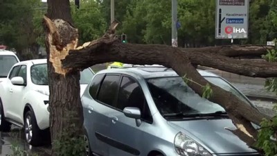 trafik levhasi -  Park yasağı bulunan bölgeye park etti, aracının üstüne ağaç düştü Videosu