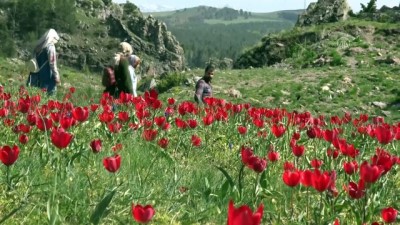 gocmen kuslar - Sarıkamış’ta bahar tüm güzellikleriyle yaşanıyor - KARS Videosu