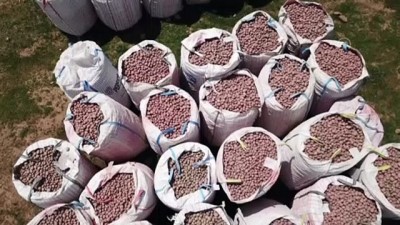 Sertifikalı patates tohumu ekimine başlandı - BİTLİS