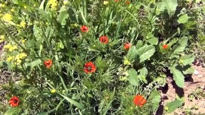 Tekelti Dağı’nda bahar, kartpostallık manzaralar oluşturdu - IĞDIR