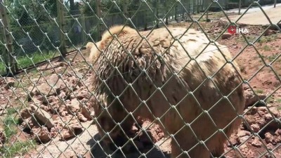 bahar havasi -  Antalya Hayvanat Bahçesi'nde 100’ün üzerinde doğum gerçekleşti Videosu