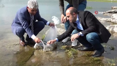 gayri safi milli hasila -  Nazik ve Aygır Gölleri'ne 70 bin yavru balık bırakıldı Videosu