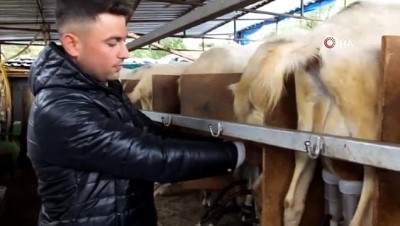 ormana -  Süt fiyatlarının yükselmesi Saanen keçisine olan talebi arttırdı Videosu