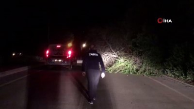 orman yanginlari -  Antalya’da fırtına ağaçları kökünde söktü, elektrik direklerini yıktı Videosu