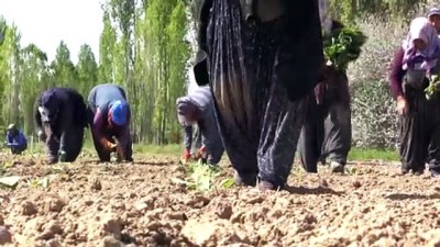 İlkbahar aylarının yağışlı geçmesi lahana üreticisini sevindirdi - NİĞDE