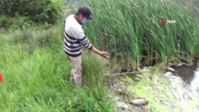  Bolu’da su kirliliği yüzlerce balığı öldürdü