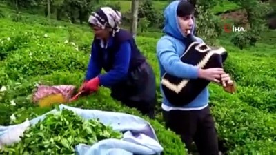 cay ureticileri -  Çay üreticileri tulum eşliğinde çay topladı Videosu