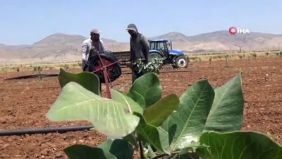 fistik tarlasi -  Çiftçilerin bayramı tarlada geçiyor Videosu