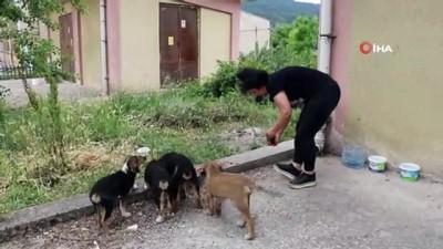 hayvan severler -  Sokak hayvanlarını unutmadılar Videosu
