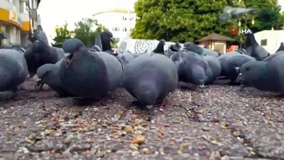  Yiyecek bulmakta güçlük çeken güvercinleri muhabirler yemledi