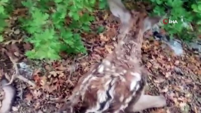 yabani hayvanlar -  Çobanın bulduğu yaralı geyik, dağdan indirilerek tedavi edildi Videosu
