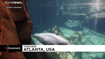balina - Georgia Akvaryumu yeni doğan beyaz balinanın görüntülerini yayınladı Videosu