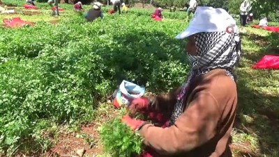 organik sebze -  Güneydoğu'nun organik sebzesi Kilis'ten Videosu