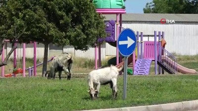  Kent merkezinde çimleri uzayan çocuk parkları eşek ve keçilere kaldı