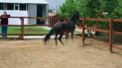 kosu bandi -  Sokağa çıkma kısıtlamasında Rahvan atlar koşu bandında yarışa hazırlanıyor Videosu