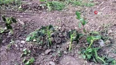 soguk hava dalgasi -  Tufanbeyli’de fasulye soğuktan kurudu Videosu