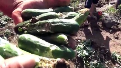  Çiftçileri dolu vurdu