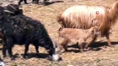 ilginc goruntu -  Keçilerle oğlakların buluşma anı böyle görüntülendi Videosu