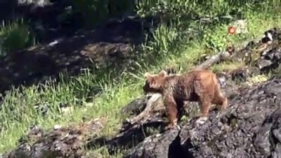  Yiyecek arayan boz ayı böyle görüntülendi