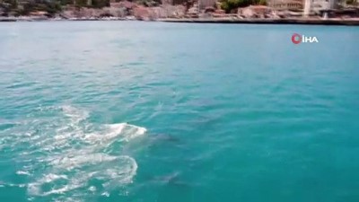 deniz trafigi -  Yunuslar, turkuaza bürünen İstanbul Boğazı'nı süsledi Videosu