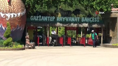 kapali alan -  Gaziantep Hayvanat Bahçesi 15 Haziran’a hazırlanıyor Videosu