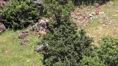 dag kecisi -  Pülümür Vadisi'ndeki yaban keçileri, yavruları ile görüntülendi Videosu