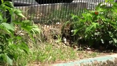  Doğada nadir görülen beyaz serçe Osmaniye’de görüntülendi