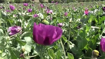 ballik -  Haşhaş çiçeklerine arıcılardan yoğun ilgi Videosu
