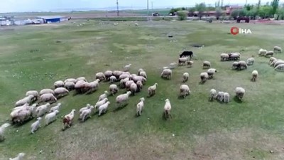  Çobanlar üretimin devamı için işlerinin başındalar