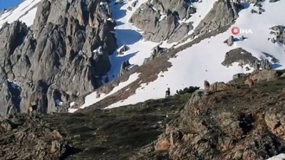 dag kecisi -  Terörden temizlenen Munzur Dağlarında yabani hayvan popülasyonu arttı Videosu
