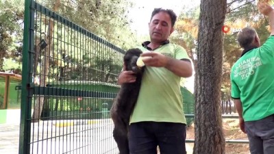 dogurganlik -  Gaziantep Hayvanat Bahçesi’nde yavru deve ve zebra heyecanı Videosu