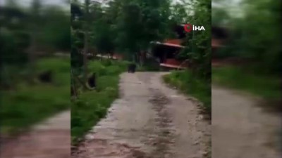 ayi yavrusu -  Köye kadar inen ayı kamerayla görüntülendi Videosu