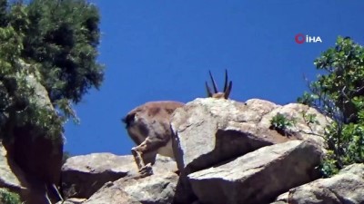 dag kecisi -  Erzurum’da dağ keçisi görüntülendi Videosu